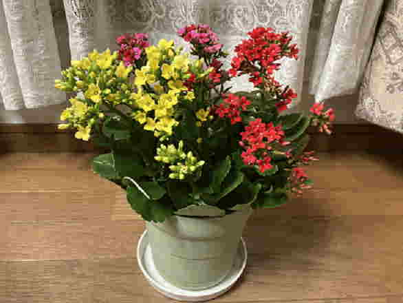 �J�����R�G